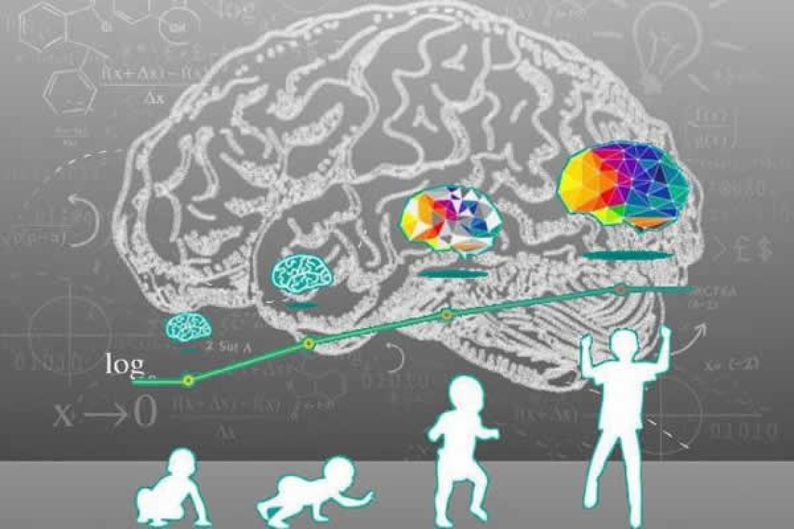 Τα στάδια ανάπτυξης -και γήρανσης- του εγκεφάλου