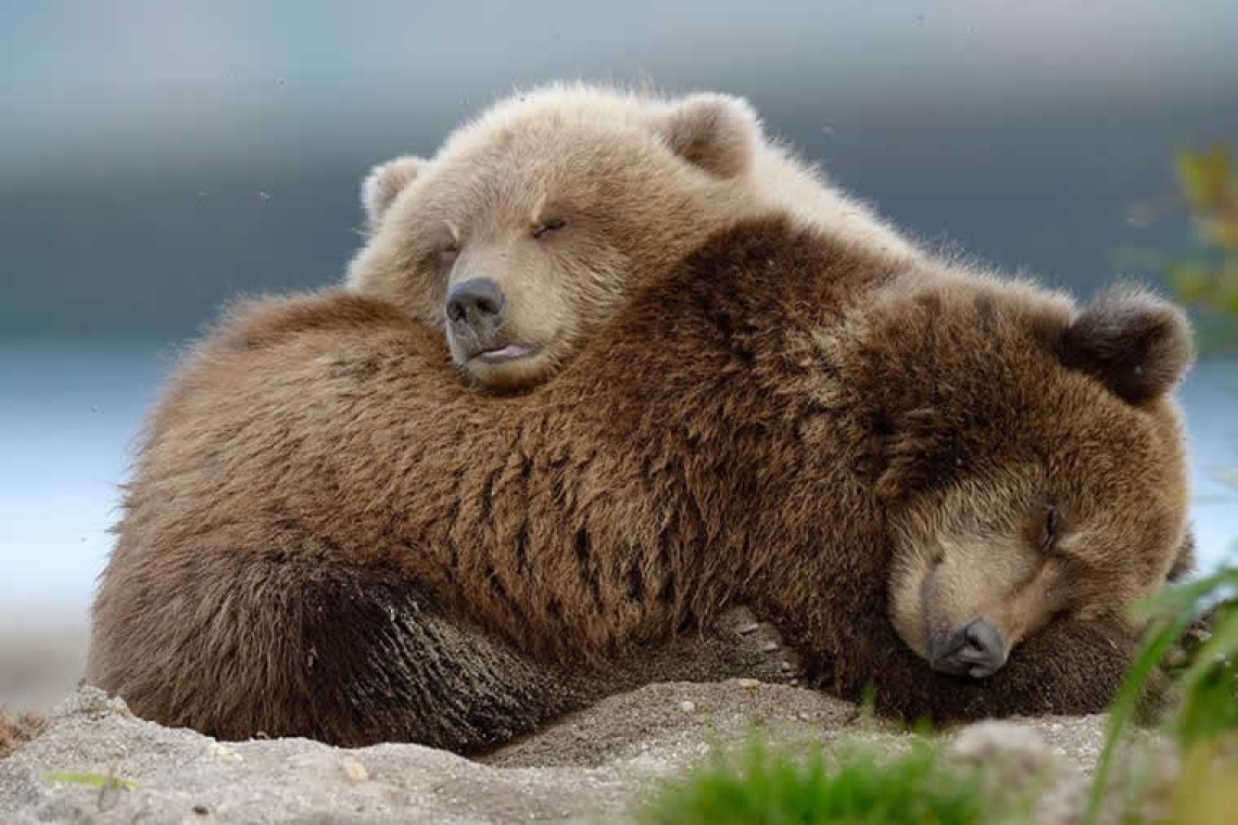 Ενδιαφέρουσες αλήθειες που ίσως δεν γνωρίζατε για τη χειμερία νάρκη που πέφτουν πολλά ζώα