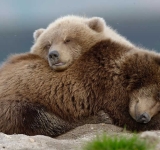 Ενδιαφέρουσες αλήθειες που ίσως δεν γνωρίζατε για τη χειμερία νάρκη που πέφτουν πολλά ζώα