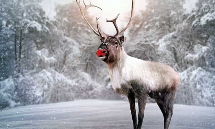 Ο Ρούντολφ θα μπορούσε να έχει κόκκινη μύτη - Η επιστήμη πίσω από το «λαμπερό θαύμα» των Χριστουγέννων