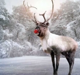 Ο Ρούντολφ θα μπορούσε να έχει κόκκινη μύτη - Η επιστήμη πίσω από το «λαμπερό θαύμα» των Χριστουγέννων