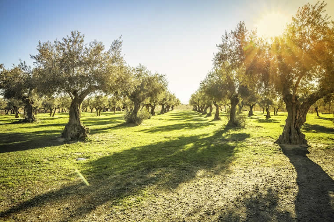 Κλίμα και ελιά: γιατί η Ελλάδα παραμένει «γη της ελιάς» - και τι αλλάζει