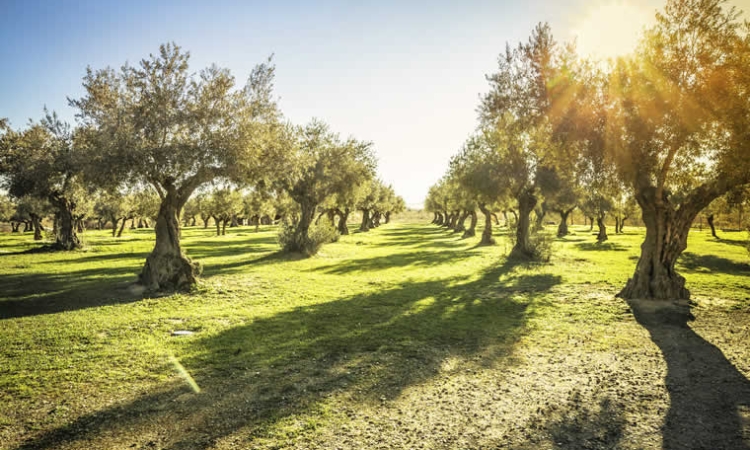Κλίμα και ελιά: γιατί η Ελλάδα παραμένει «γη της ελιάς» - και τι αλλάζει