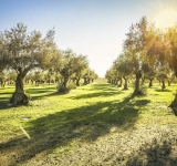 Κλίμα και ελιά: γιατί η Ελλάδα παραμένει «γη της ελιάς» - και τι αλλάζει