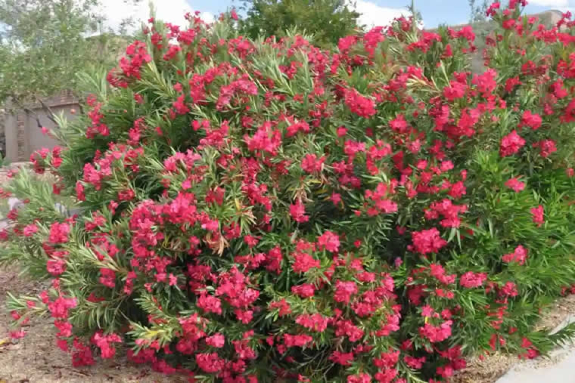 SOS από το Υπουργείο Παιδείας: Απομακρύνετε τις πικροδάφνες από τα σχολεία – “Τοξική απειλή” για τα παιδιά