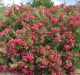 SOS από το Υπουργείο Παιδείας: Απομακρύνετε τις πικροδάφνες από τα σχολεία – “Τοξική απειλή” για τα παιδιά