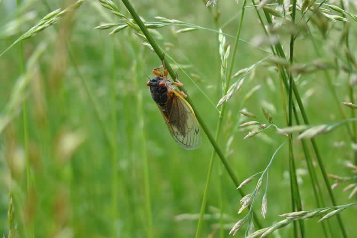 Σκάει ο τζίτζικας – Ακόμα και τα έντομα στους τροπικούς δεν αντέχουν τη ζέστη της κλιματικής αλλαγής