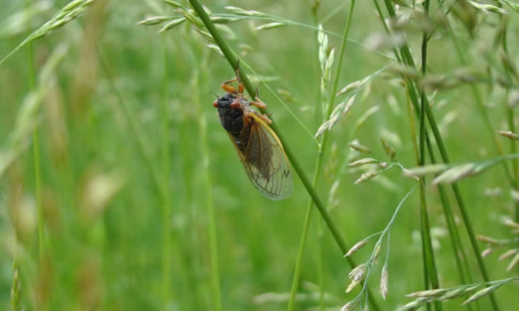 Σκάει ο τζίτζικας – Ακόμα και τα έντομα στους τροπικούς δεν αντέχουν τη ζέστη της κλιματικής αλλαγής
