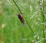 Σκάει ο τζίτζικας – Ακόμα και τα έντομα στους τροπικούς δεν αντέχουν τη ζέστη της κλιματικής αλλαγής