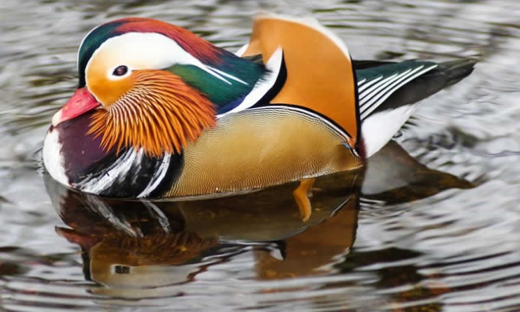 Λαϊκές εκφράσεις