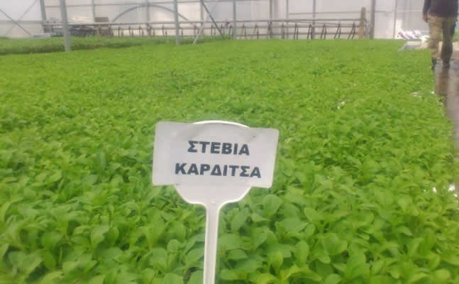 Stevia Karditsa