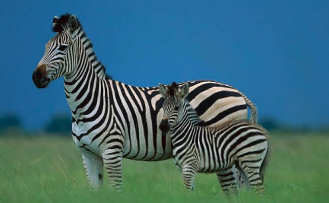 Zebra